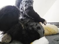 The Fen and Yeen
