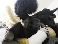 The Fen and Yeen