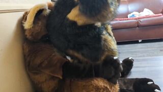 Fullsuiter Butt Sniffing